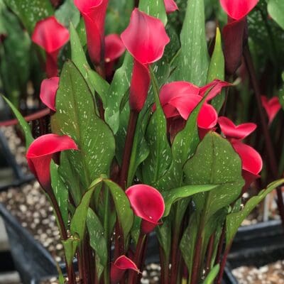 Texas (Red) Calla Lily