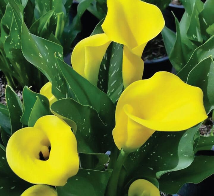 Izze Mae (Yellow) Calla Lily - Image 2