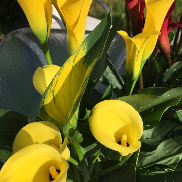 Izze Mae (Yellow) Calla Lily - Image 3