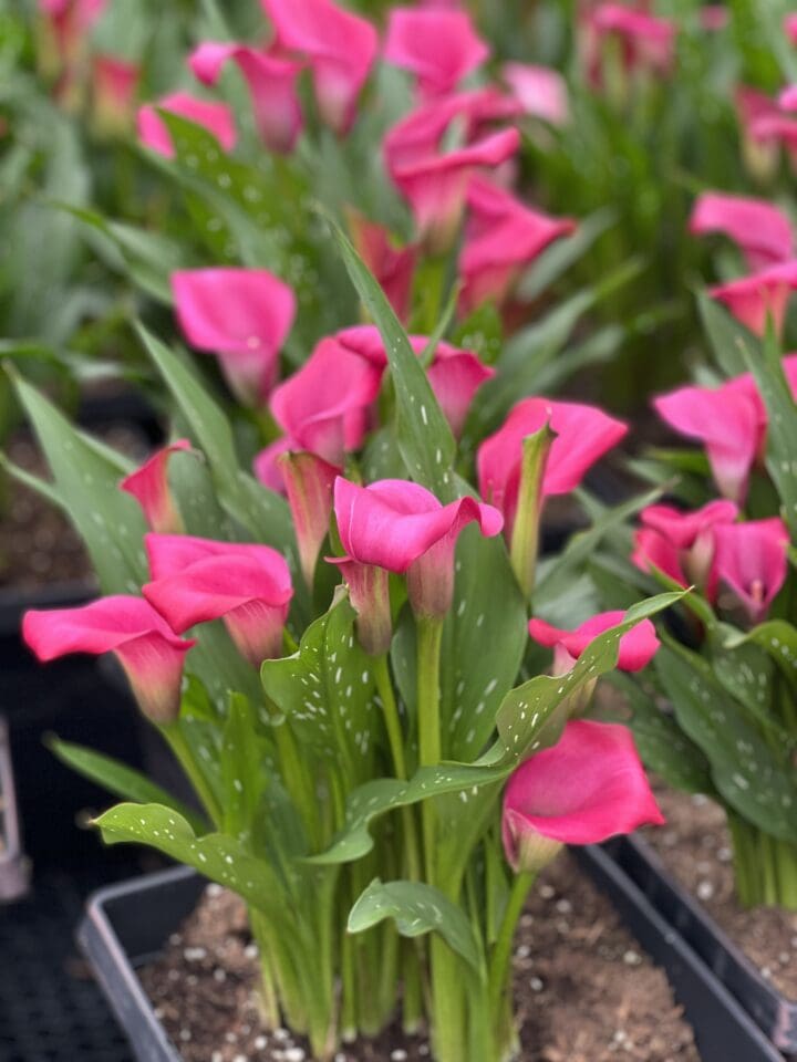 Zazu Calla
