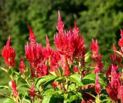 Kelos Fire Red Celosia
