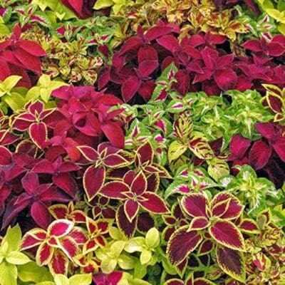 Mixed Sun Coleus