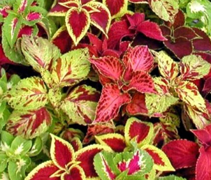 Mixed Sun Coleus - Image 2