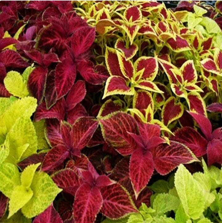 Mixed Sun Coleus - Image 3