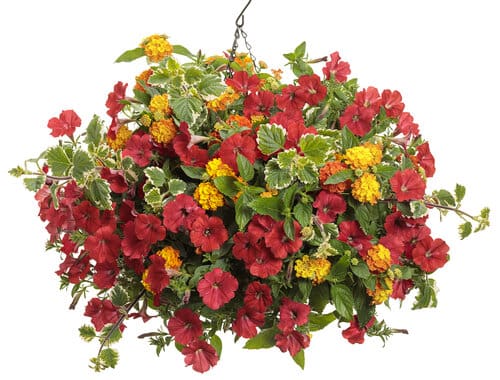 Crimson and Ivy