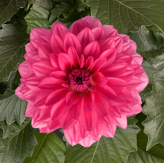 Dalina Grand Mendoza Dahlia