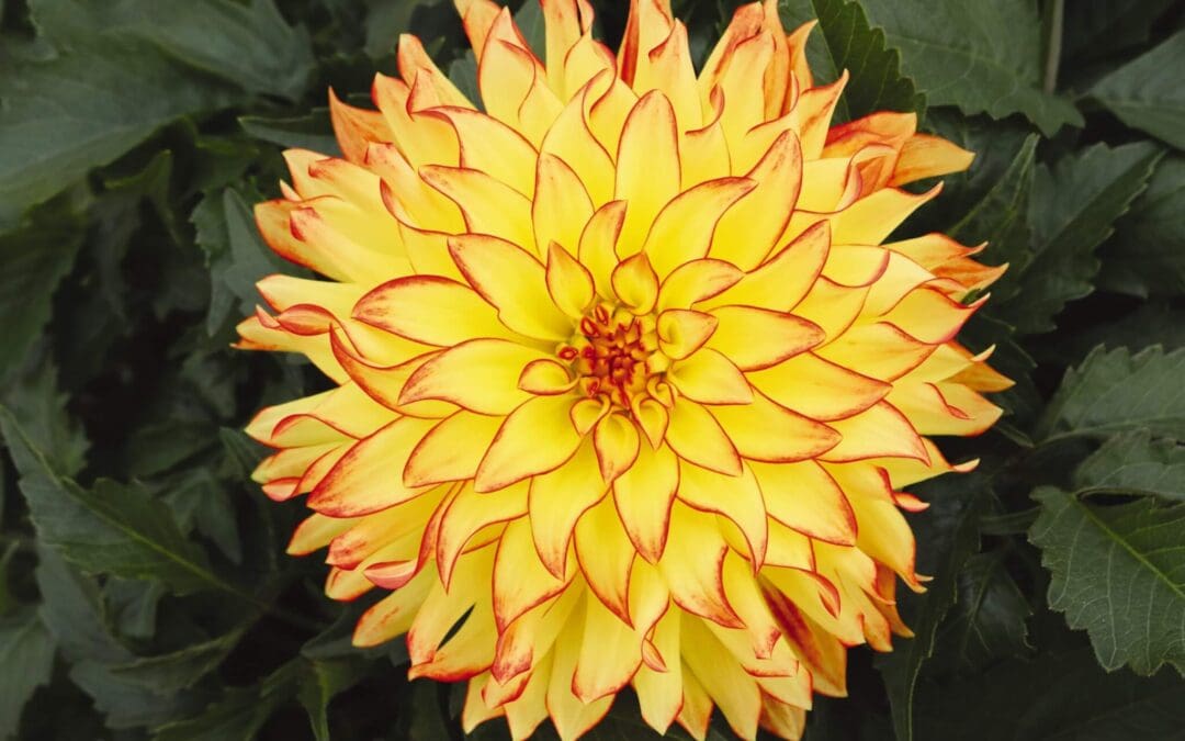 Hypnotica Icarus Dahlia