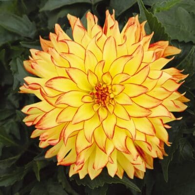 Hypnotica Icarus Dahlia