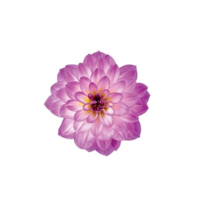 Novation Pink Bicolor Dahlia