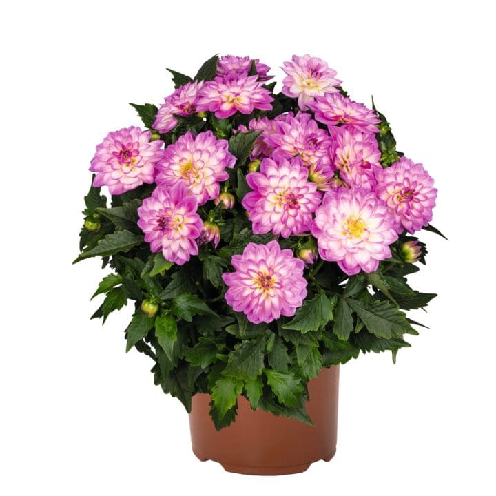 Novation Pink Bicolor Dahlia - Image 2