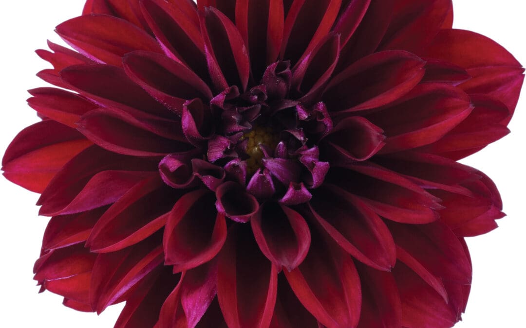 Novation Red Dahlia