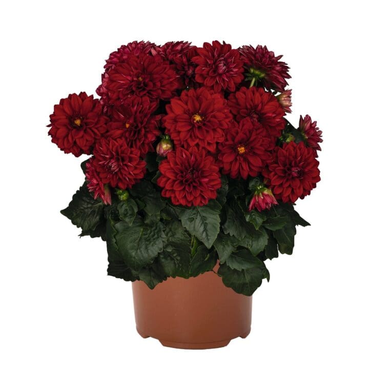 Novation Red Dahlia - Image 2