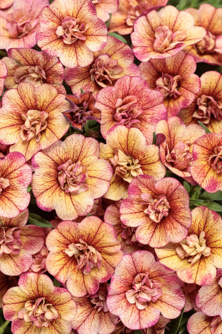Superbells Double Vintage Coral Calibrachoa