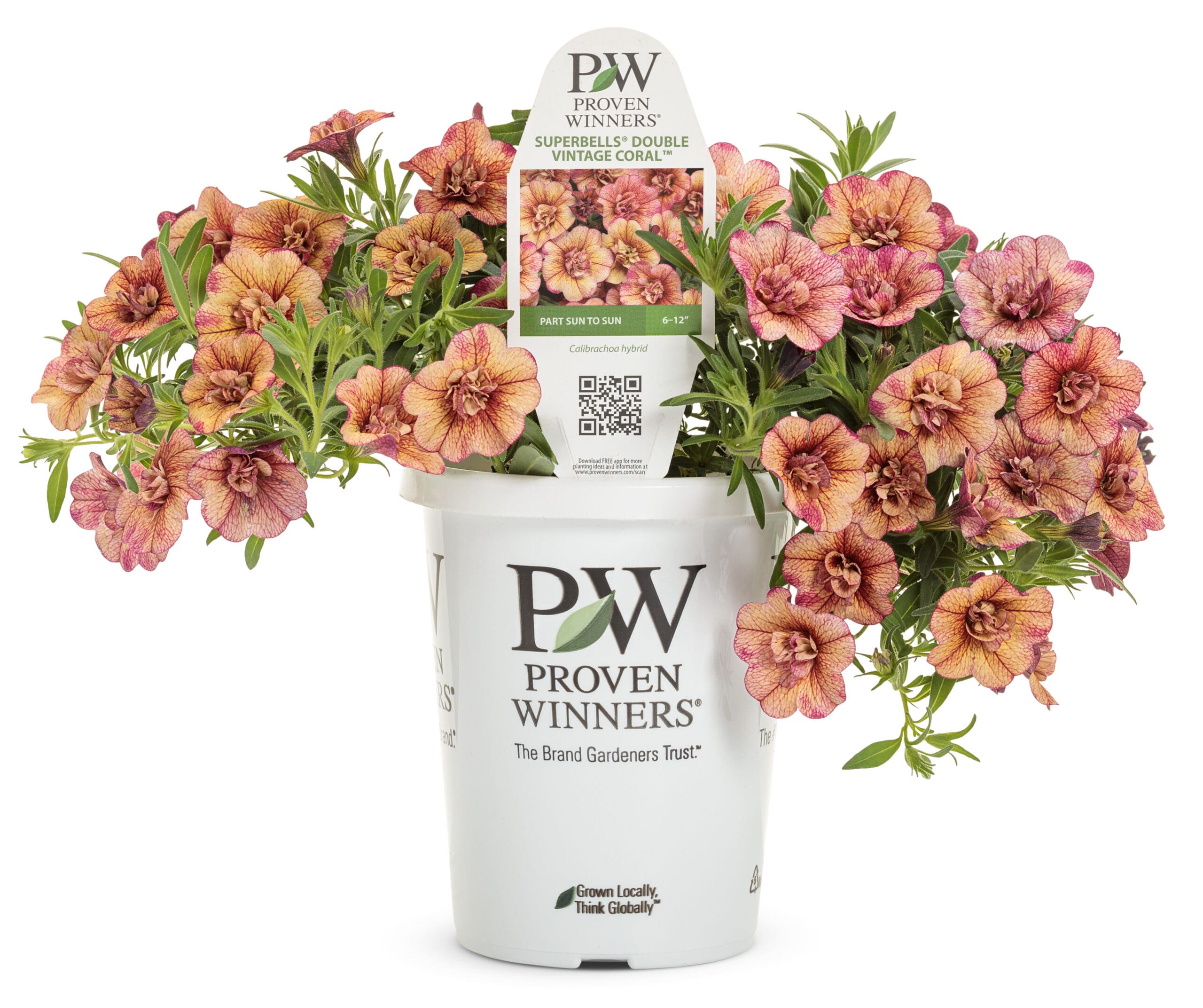 Superbells Double Vintage Coral Calibrachoa - Image 2