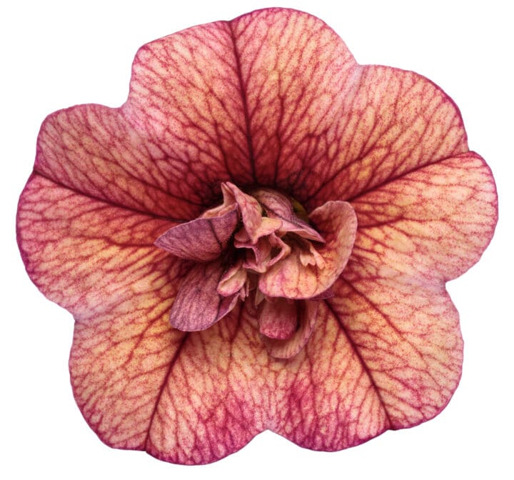 Superbells Double Vintage Coral Calibrachoa - Image 3
