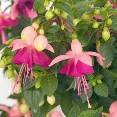 Paula Jane Fuchsia