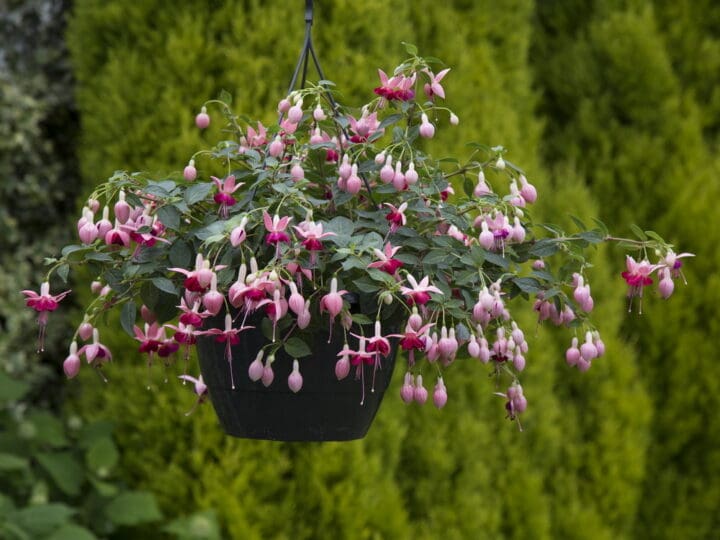 Paula Jane Fuchsia - Image 2