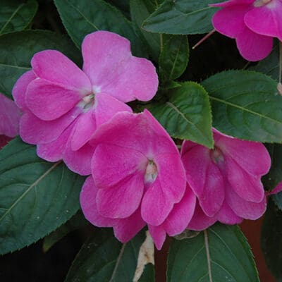 Harmony Dark Lavender New Guinea Impatiens