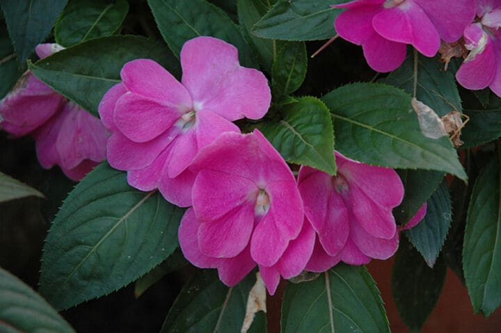 Harmony Dark Lavender New Guinea Impatiens