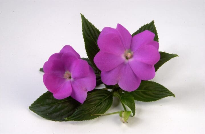 Harmony Dark Lavender New Guinea Impatiens - Image 3