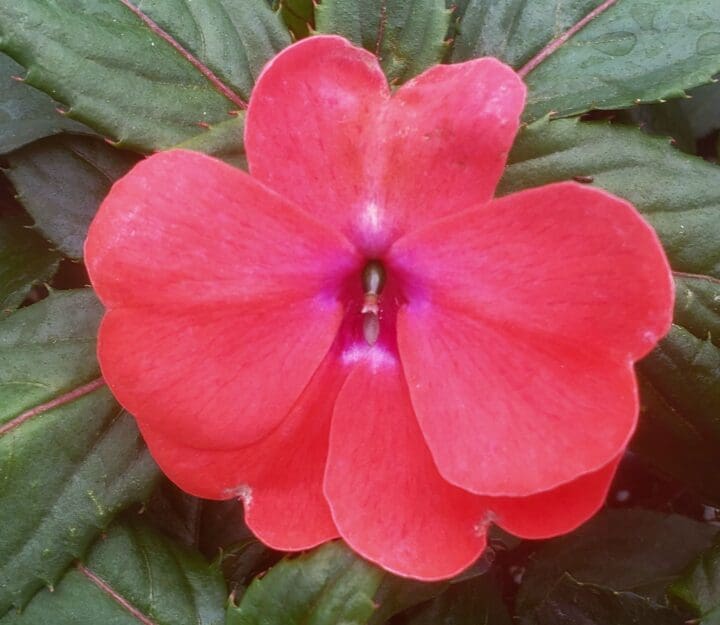 Harmony Deep Salmon New Guinea Impatiens - Image 2