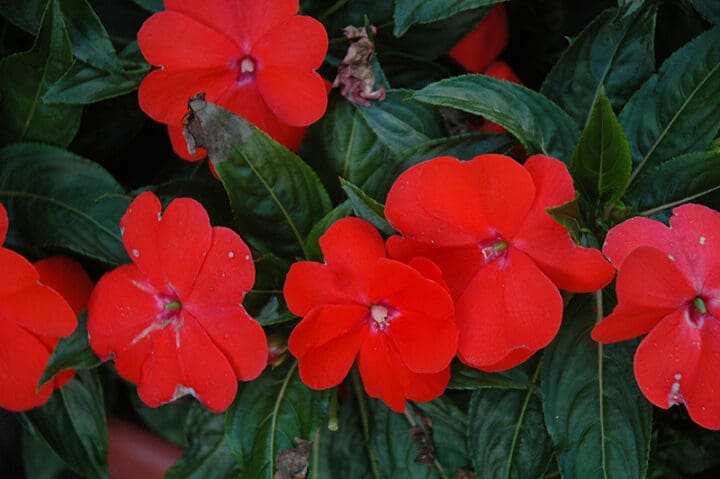 Spectra Orange New Guinea Impatiens - Image 3