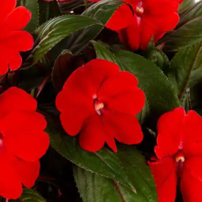 Spectra Bright Red New Guinea Impatiens