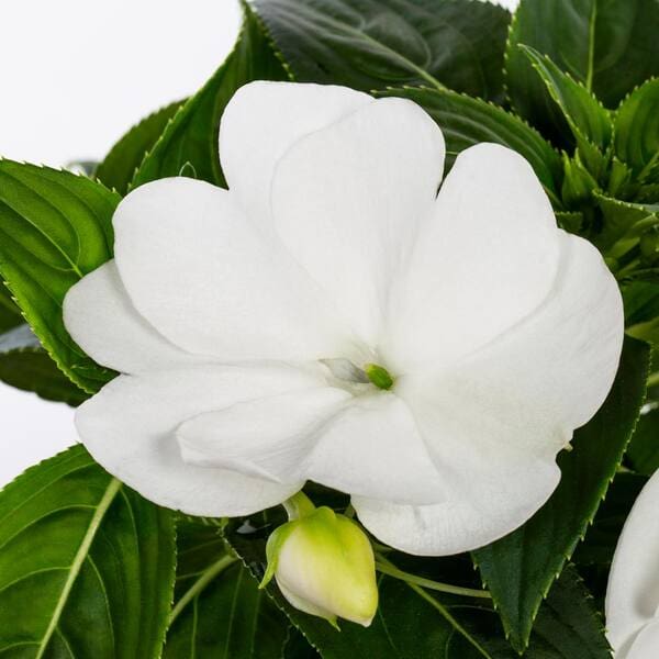 thumbnail image 2 of White Impatiens Seeds - Non-GMO Heirloom Annual Flower (50 Count Packet) 2 of 4