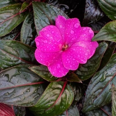 Harmony Violet New Guinea Impatiens