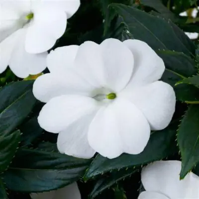 Sunpatiens Compact Classic White Impatiens
