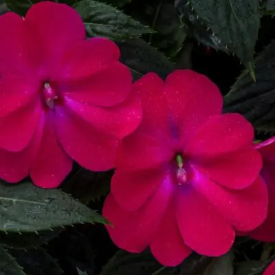 Sunpatiens Compact Rose Glow Impatiens