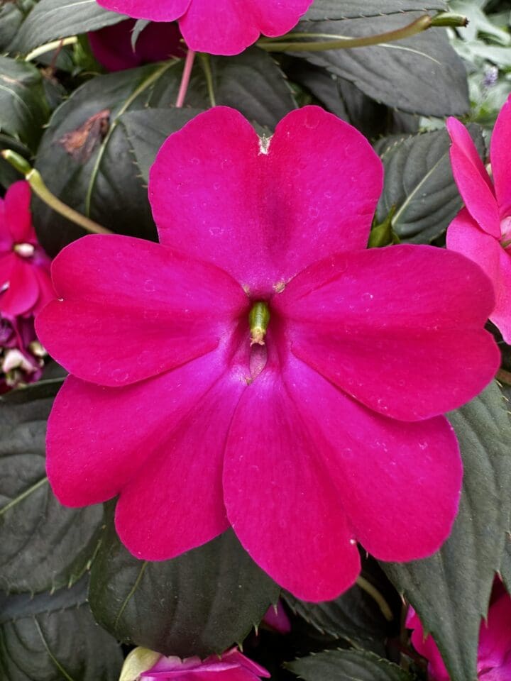 Sunpatiens Compact Rose Glow Impatiens - Image 2