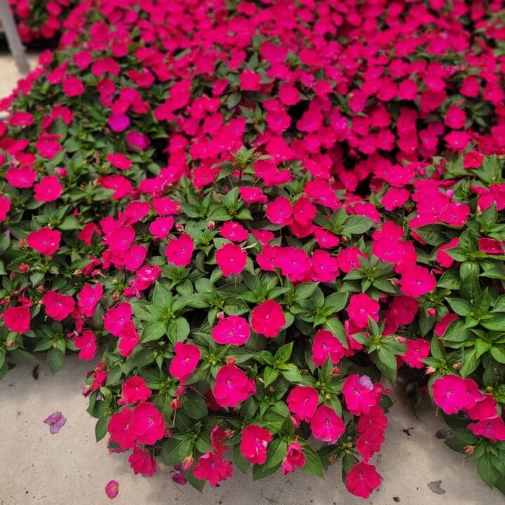 Sunpatiens Compact Rose Glow Impatiens - Image 3