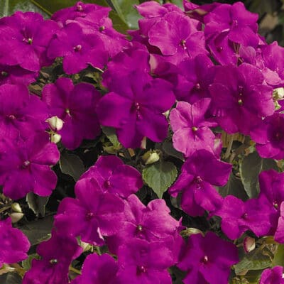 Xtreme Lavender Impatiens