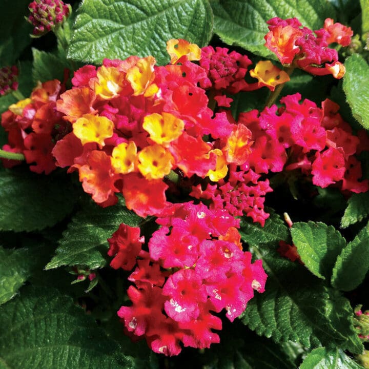 Bandana Red Lantana - Image 2