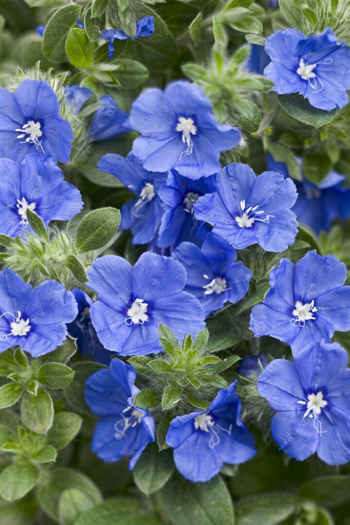 Blue My Mind Dwarf Morning Glory