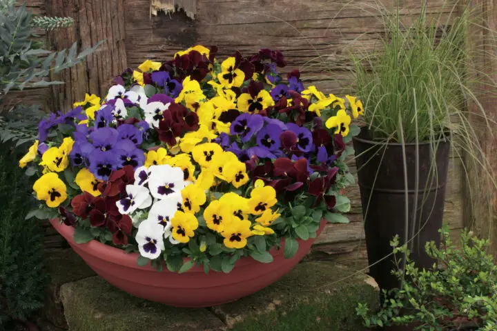 Delta Pro Blotch Mix Pansy - Image 3