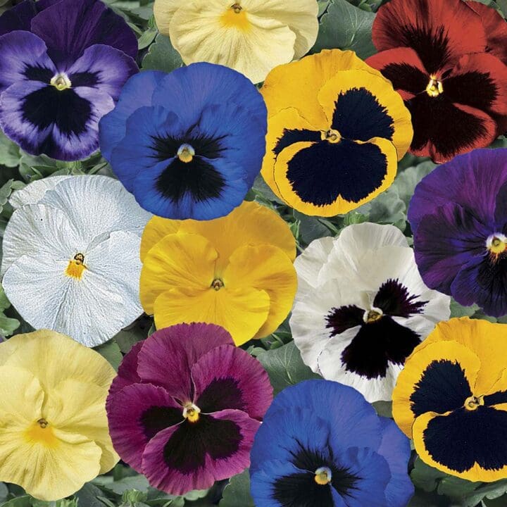 Delta Pro Clear Colors Mix Pansy