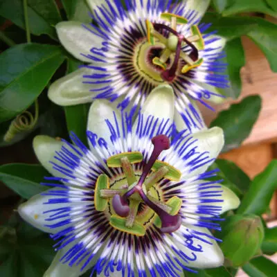 Passion Flower
