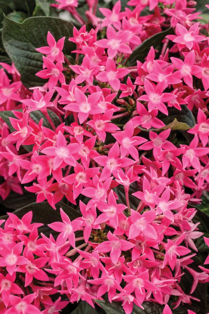 Sunstar Rose Pentas