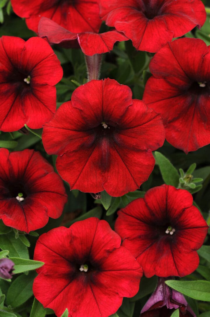 Potunia Plus Red 24 Petunia - Image 2