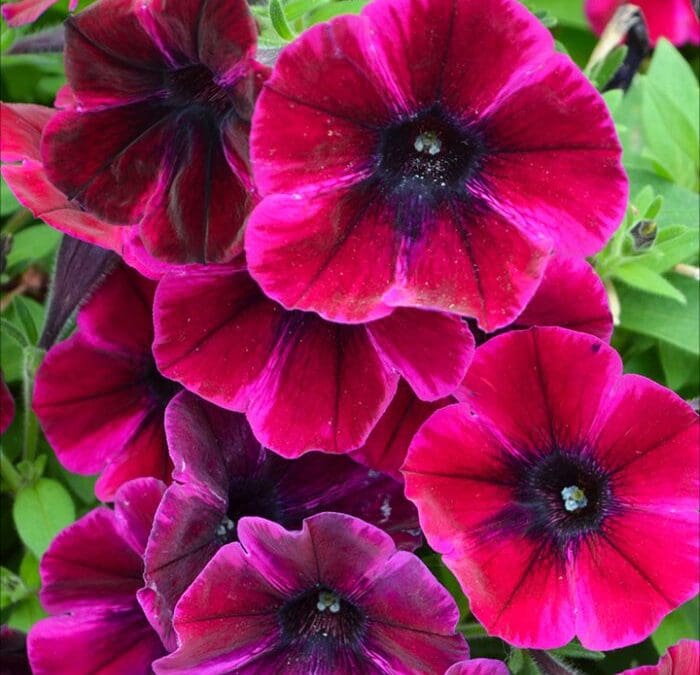 Sweetunia Johnny Flame Petunia
