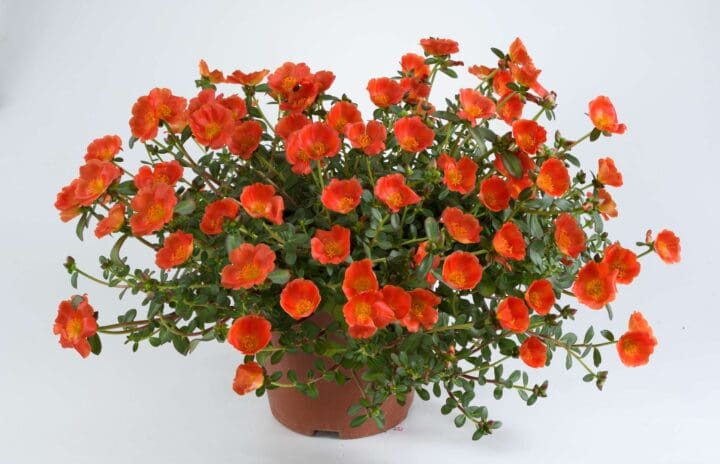 Pazzaz Nano Orange Portulaca - Image 2