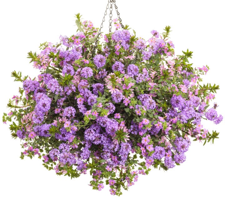 Whirlwind Pink (Fan Flower) Scaevola - Image 2