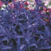 Purple Queen Setcreasea - Image 2