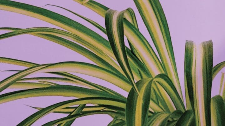 Spider Plant White w/ Green Edge - Image 3