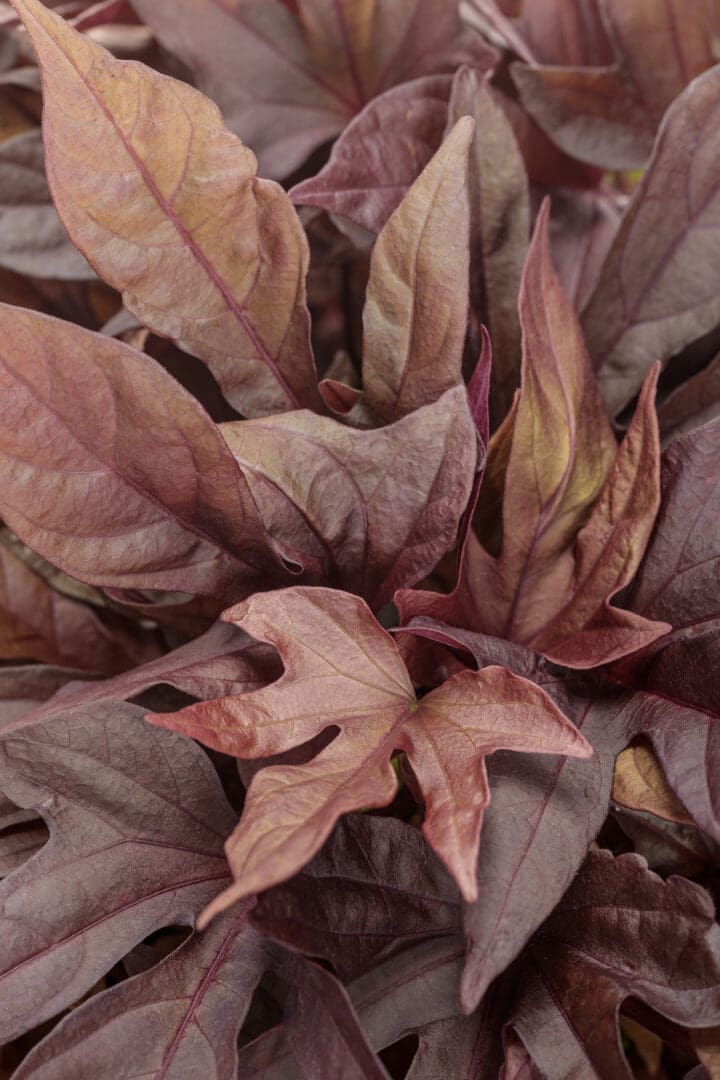 Sweet Caroline Red Hawk Sweet Potato Vine