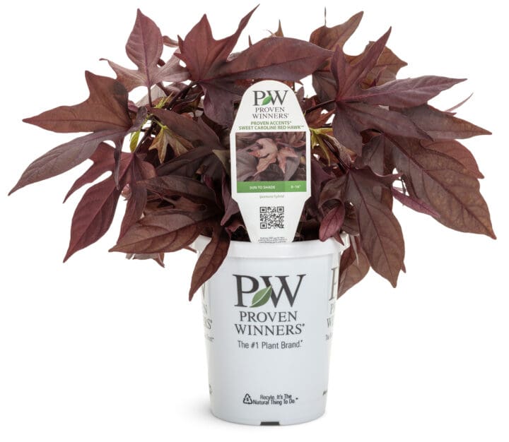Sweet Caroline Red Hawk Sweet Potato Vine - Image 2