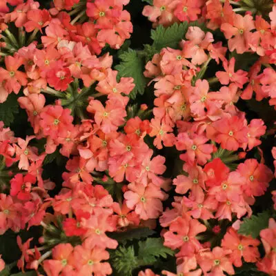 Superbena Peachy Keen Verbena