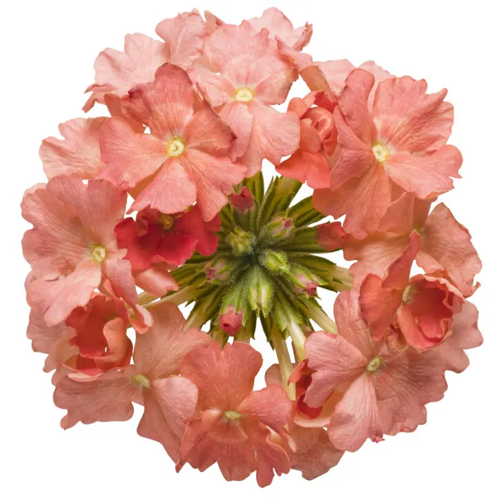 Superbena Peachy Keen Verbena - Image 2